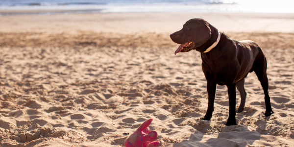 Black labrador at the the beach