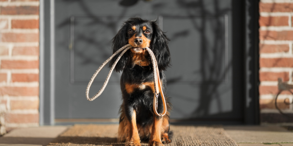 Cocker Spaniel on a walk holding a lead in their mouth