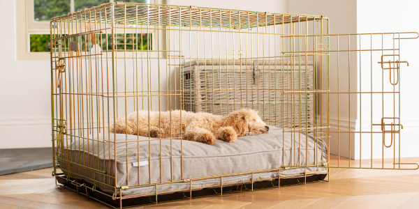Cavapoo sleeping in a dog cage with a cushion