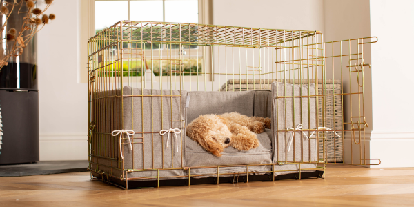 Dog sleeping in a dog cage with a cushion and bumper