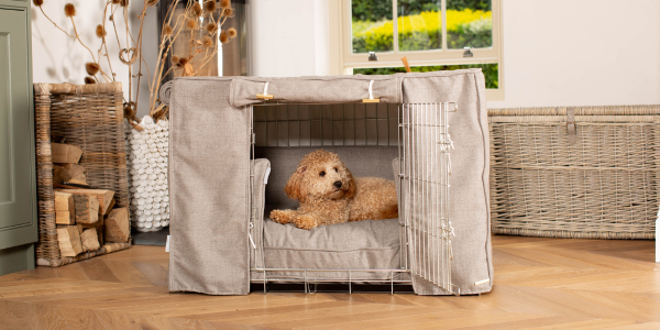 Dog in a dog cage with a cage set on