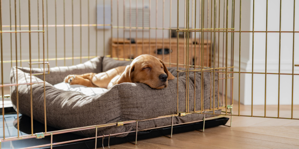 Labrador puppy sleeping in a cage cover