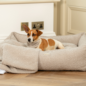 A tan and white Jack Russell in a mink Bouclé box bed