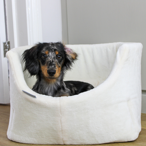 Dachshund in puppy grow with me bed