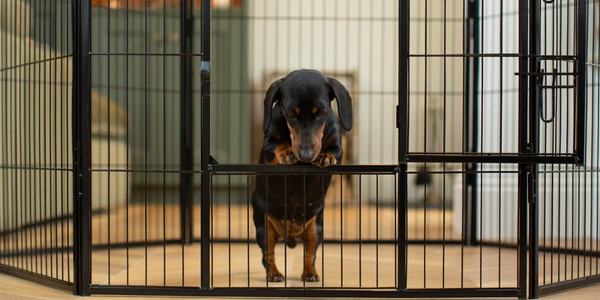 Black and tan dachshund jumping out of a black puppy play pen