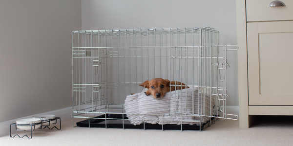 Red norjack terrier in a grey cord puppy bed in a dog cage