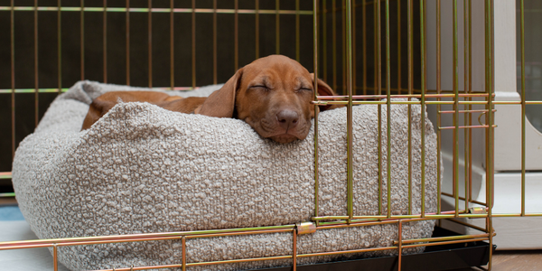 Sleeping ridgeback puppy in a mink boucle bed