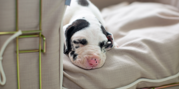 Black and white great dane puppy sleeping a dog cage