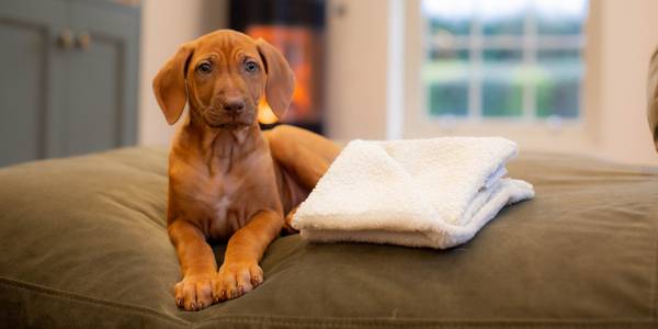 Rhodesian Ridgeback Puppy with a scent blanket