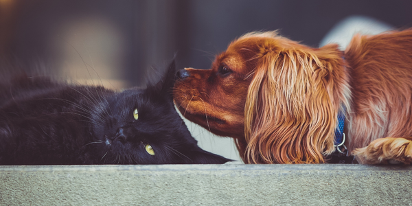 Black cat laid with a dog sniffing their ear