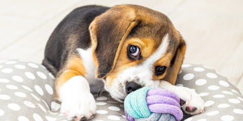 Black, white and brown Beagle puppy on a spotty bed chewing a colored rope ball