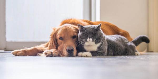 Golden Retirever and grey and white cat laid with each other