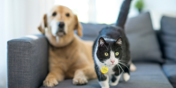 Labrador laid on the sofa with a grey and white cat