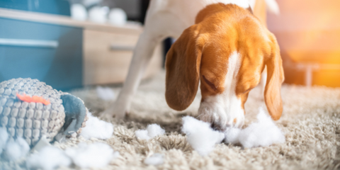 White and brown dog chewing stuffing from a destroyed dog bed