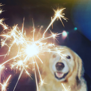 Golden Retriever with sparkler