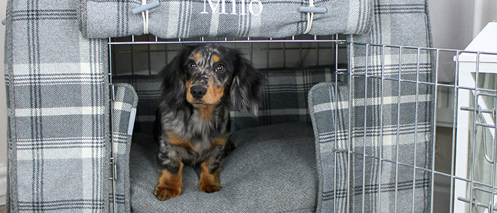 Dapple Miniature dachshund inside a dove grey tweed crate set