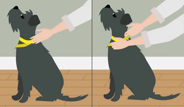 How to measure a dog collar
