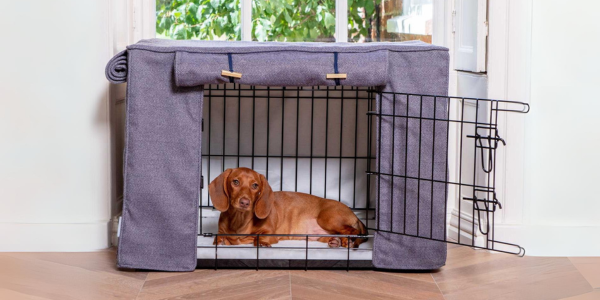 Red dachsund in a dog cage with a navy cage cover