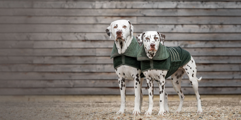 Black and white dalmatians in green fluffy drying coats