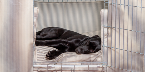 Black dog asleep in cage