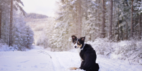 Black and white dog sat down in the snow