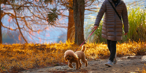 Fluffy brown dog on a walk in a forrest