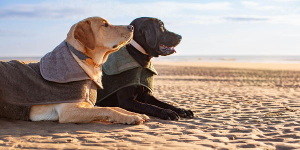 Two labradors wearing bamboo dog drying coats at the beach