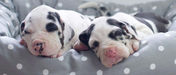 Two great dane puppys sleeping in a cosy and calm puppy bed