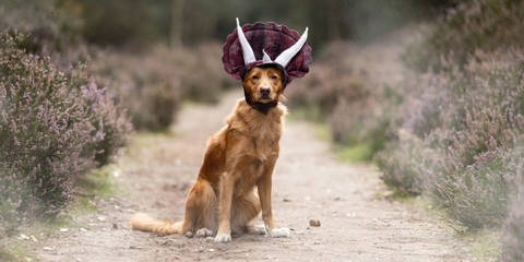 Dog sat in a field with a dinosaur hat on
