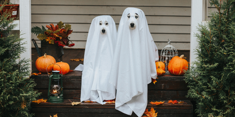 2 Dogs sat with white sheet over their head to look like ghosts