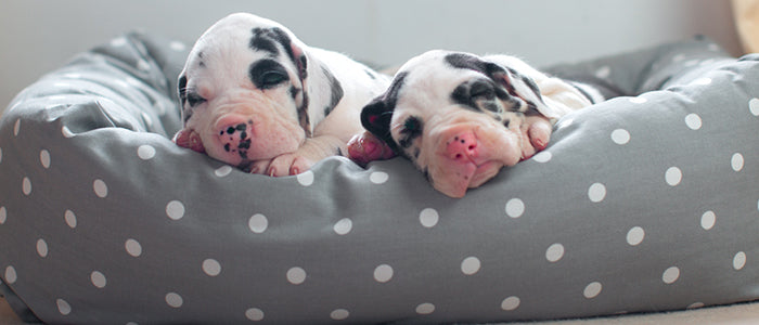 two great dane puppies asleep in a grey spot cosy and calm bed