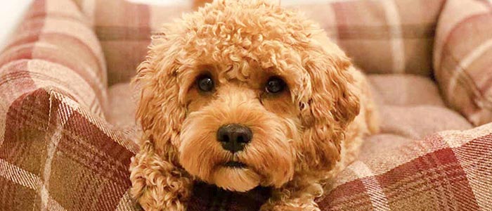 Fluffy dog snuggled into a mulberry tweed box bed