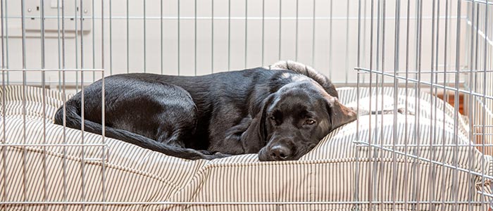 Black labrador asleep on a regency stripe cushion in a crate