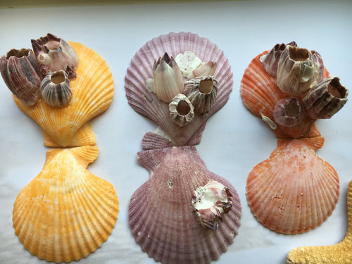 Baby Flat Scallop Shell-Bulk - Seashell Supplies - Scallop Shells for  Crafts - Flat Scallop - Pectin Shells - Wedding Decor - FREE SHIPPING!