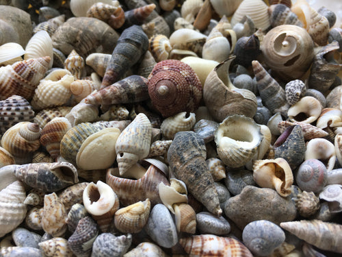 SHELLS, ASST, NUTMEG, SNAIL, 110 PCS