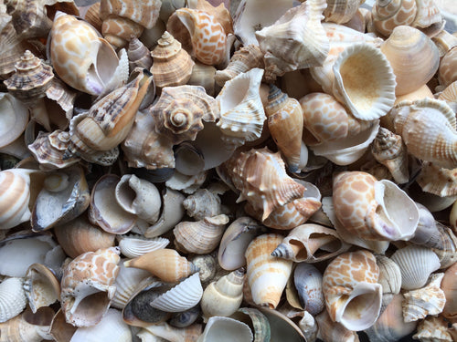 Neritina Decorative Craft Seashells - Nerite Marine Gastropod Snail Shell -  Bulk Craft Shells