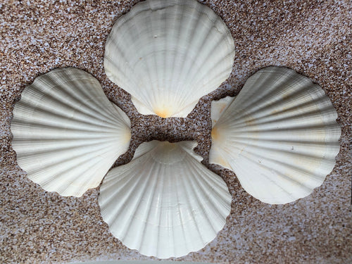 Scallop Shell Crafts