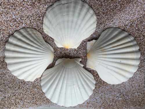 Small Scallop Shells-Shell Bulk-Seashell Supplies-Scallop Shells for  Crafts-Flat Scallop Shells-Pectin Shells-Wedding Decor-Flat Scallops