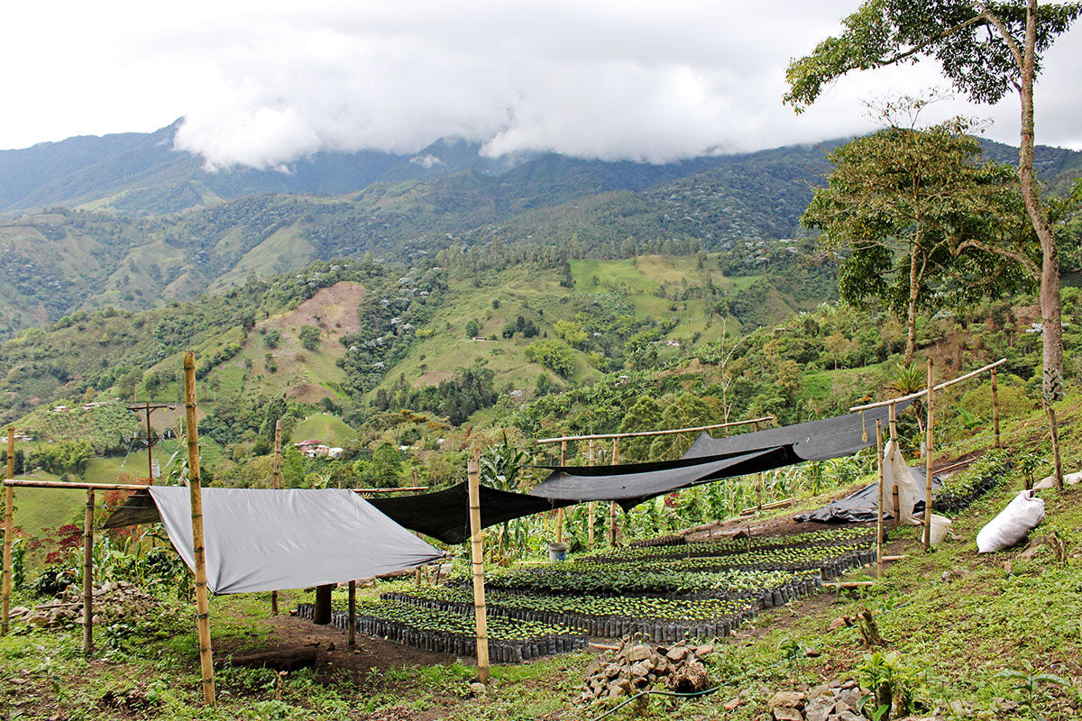 Raised beds with young coffee plants growing, with mountains in the background. A scene from El Tesorito, the family coffee farm for Project Pijao/ Applied Arts Coffee, in Pijao Colombia