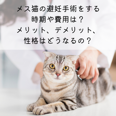 猫が猫草を食べる理由とは 与え方の注意点 Mofucat