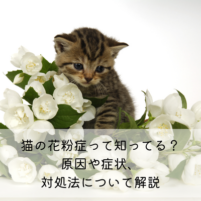 猫のいびきの原因とは Mofucat