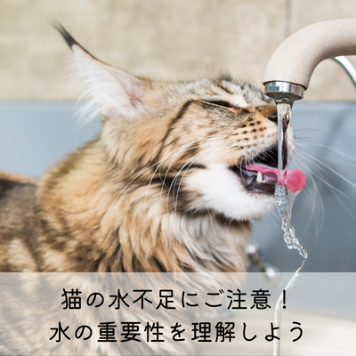 猫のいびきの原因とは Mofucat