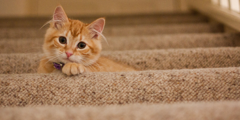 猫の歯磨き しないとどうなる 歯磨きの頻度とやり方