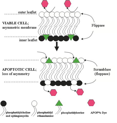 Diagram Showing The Asymmetric Phospholipid Composition of a Viable and an Apoptotic Mammalian Cell Membrane