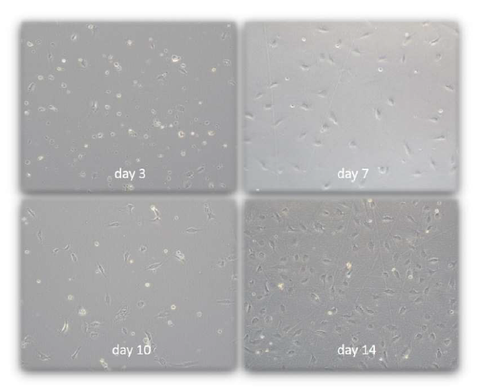 HUVEC cell growth over 14 days cultivation with PAN-Biotech Endopan 300 SL.