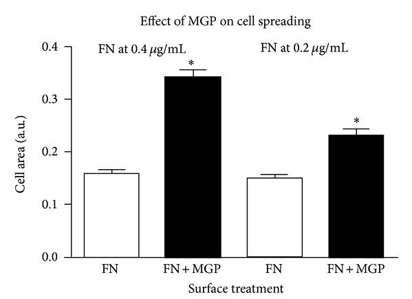 Fig. 1.: MGP augments cell spreading on fibronectin. The graph shows the calculated cell area/cell for fibronectin coated surfaces compared to fibronectin plus MGP coated surfaces.