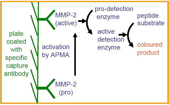 Human MMP-2 Activity Assay principle