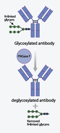 Antibody deglycosylation using Provis Biolabs PNGase F