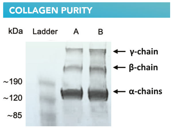 Figure shows highly purified atelocollagen product, both in lyophilized form (A) and in solution (B), without the presence of other protein impurities or extraction by-products.