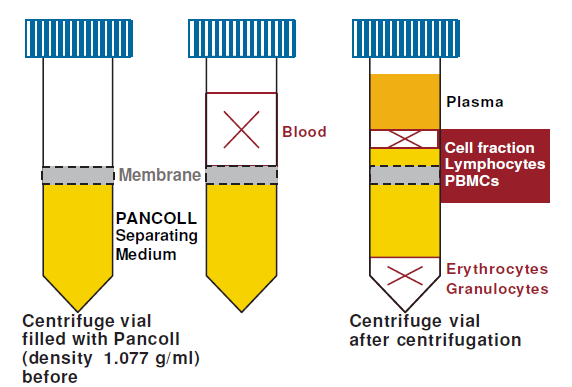 Graphic of PAN-Biotech Pancoll Human Lymphocyte Separating Medium before and after centrifugation